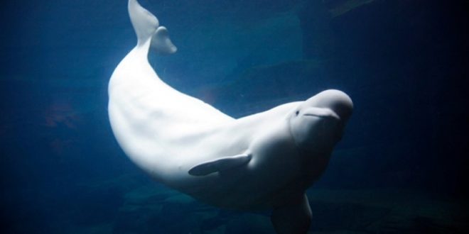 Vancouver belugas died from unknown toxin: investigation