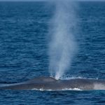 Whale and boat collisions may be more common, says new research