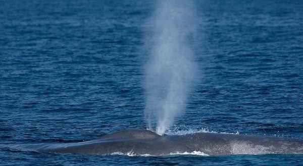 Whale and boat collisions may be more common, says new research