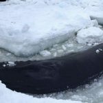Whale trapped in ice near Old Perlican for third day (Photo)