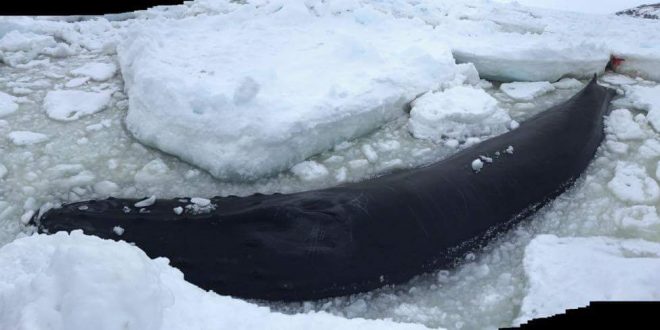 Whale trapped in ice near Old Perlican for third day (Photo)