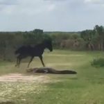 Wild horse attacks alligator in dramatic video (Watch)