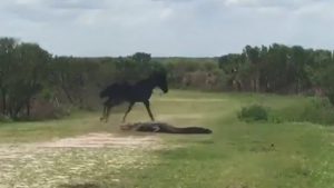 Wild horse attacks alligator in dramatic video (Watch)