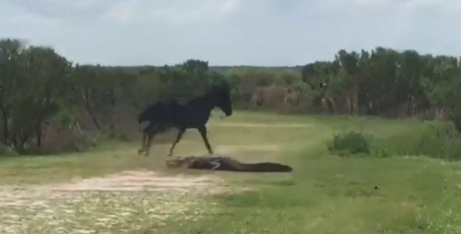 Wild horse attacks alligator in dramatic video (Watch)