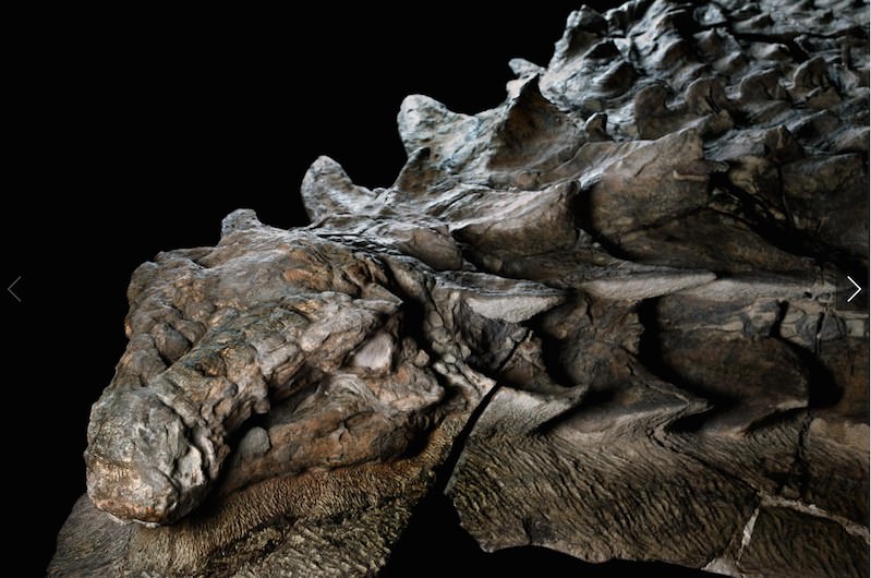 a dinosaur that is still alive