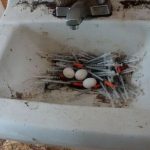 City's drug problem sees birds 'making nests out of needles' (Photo)