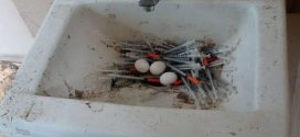 City's drug problem sees birds 'making nests out of needles' (Photo)