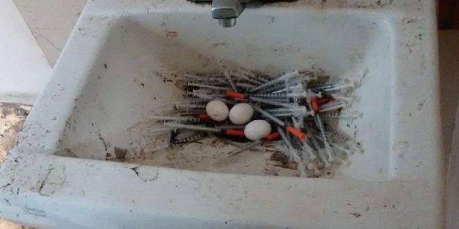 City’s drug problem sees birds ‘making nests out of needles’ (Photo)