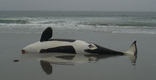 Dead orca found with extremely high levels of PCBs, finds new research