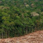 Deforestation may lead to mass extinction of species, Australian research