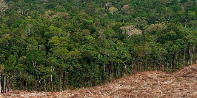 Deforestation may lead to mass extinction of species, Australian research
