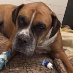 Dog found beaten, buried alive in Quebec: SPCA says