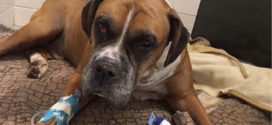 Dog found beaten, buried alive in Quebec: SPCA says
