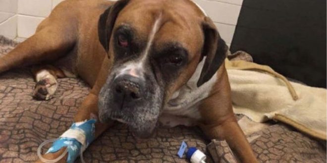Dog found beaten, buried alive in Quebec; SPCA says