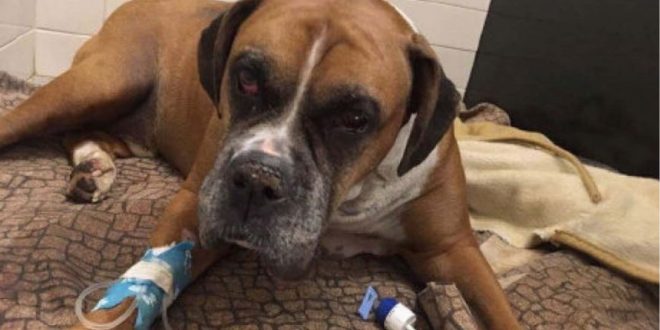 Dog found beaten, buried alive in Quebec: SPCA says