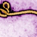 Ebola outbreak in DR congo, World Heath Organisations confirms