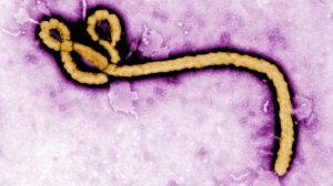 Ebola outbreak in DR congo, World Heath Organisations confirms