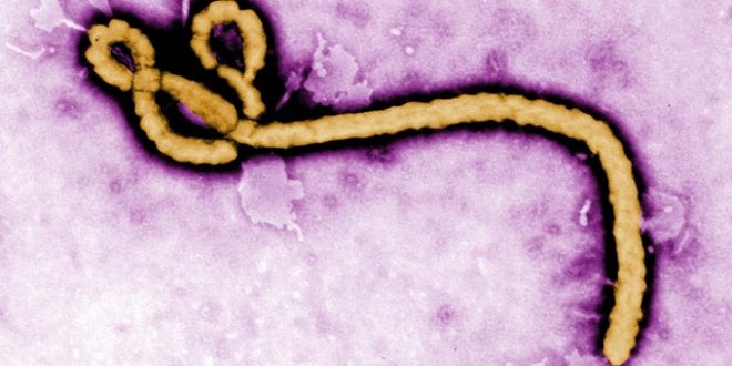 Ebola outbreak in DR congo, World Heath Organisations confirms