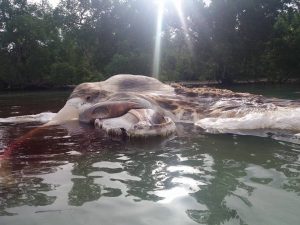 Enormous sea creature discovered in Indonesia