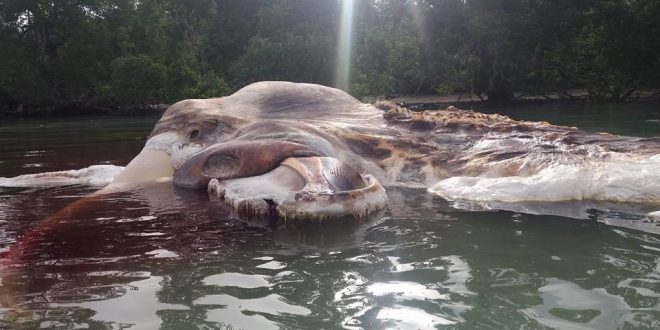 Enormous sea creature discovered in Indonesia