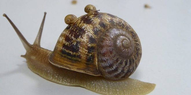 Jeremy the lefty snail loses out to love rival (Picture)