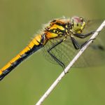 Research Shows Female Dragonflies Fake Death to Avoid Sex