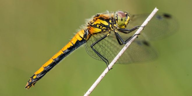 Research Shows Female Dragonflies Fake Death to Avoid Sex