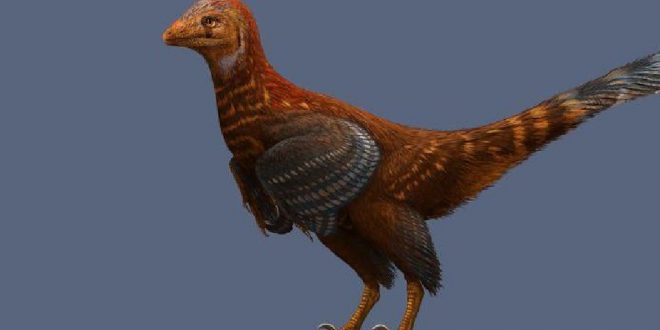 Research delves into why flightless dinosaur had feathers
