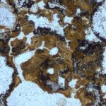 Researchers Find Oldest Evidence of Life on Land in Australia