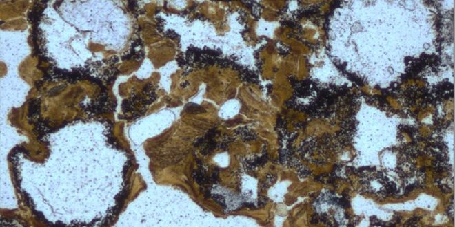 Researchers Find Oldest Evidence of Life on Land in Australia