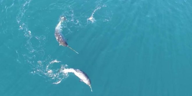 Researchers finally have an answer for use of 'unusual, mysterious' Narwhal tusk (Watch)