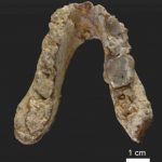 Researchers find 7.2-million-year-old pre-human remains in the Balkans