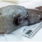 Researchers find faceless fish in unexplored abyss (Photo)