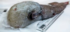 Researchers find faceless fish in unexplored abyss (Photo)