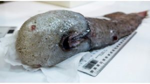 Researchers find faceless fish in unexplored abyss (Photo)