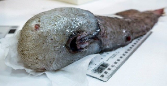 Researchers find faceless fish in unexplored abyss (Photo)