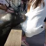 Sea Lion Pulls Girl from Pier, Drags Her Underwater (Watch)