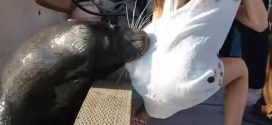 Sea Lion Pulls Girl from Pier, Drags Her Underwater (Watch)