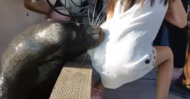 Sea Lion Pulls Girl from Pier, Drags Her Underwater “Watch”