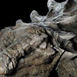 Statuesque dinosaur fossil unveiled in Alberta