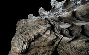 Statuesque dinosaur fossil unveiled in Alberta