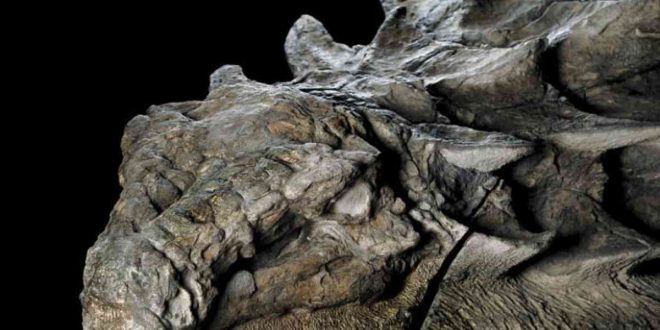 Statuesque dinosaur fossil unveiled in Alberta
