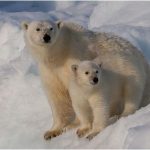 Supreme Court will not hear the so-called polar bear appeal, Report