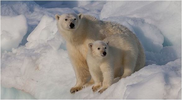 Supreme Court will not hear the so-called polar bear appeal, Report