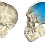 300000-Year-Old Homo Sapiens Fossils Uncovered in Morocco