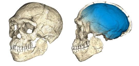 300000-Year-Old Homo Sapiens Fossils Uncovered in Morocco