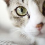 New research shows cats once conquered human world