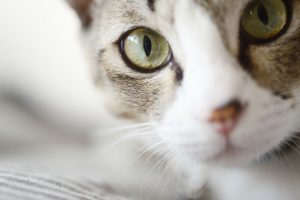 New research shows cats once conquered human world