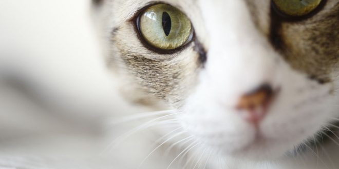 New research shows cats once conquered human world