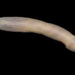 Researchers Discover Ghastly Sea Dong, Name It The 'Peanut Worm'